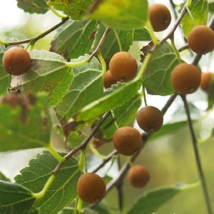 میوه داغداغان بسته 100 گرمی 