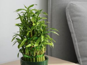 گیاهان آپارتمانی سریع الرشد