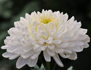 گل داوودی سفید