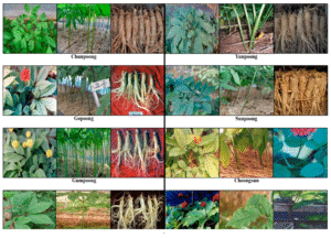 گیاهان حاوی تستسترون کدامند