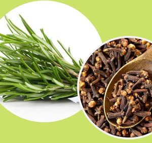 ترکیب رزماری و میخک چه تاثیری برای مو دارد؟