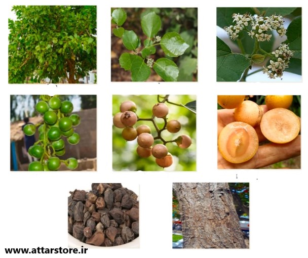 خواص سپستان برای ریه و رحم