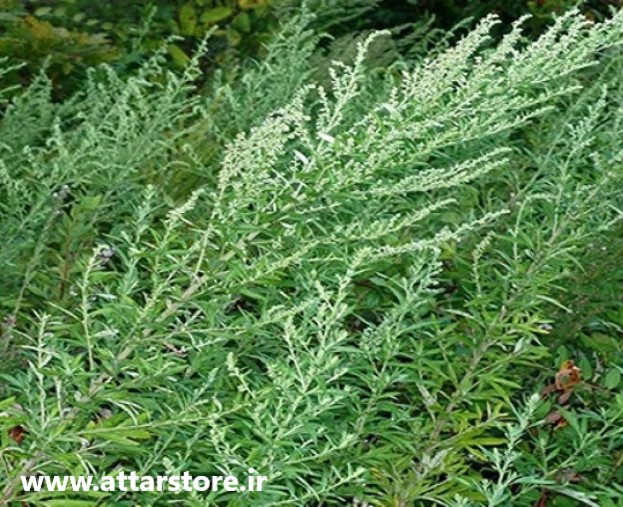 خواص گیاه یوشان یا درمنه