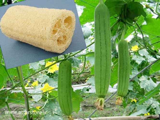 قنطوریون صغیر یا گیاه لوفا