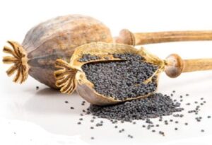 تخم خشخاش سیاه ارگانیک